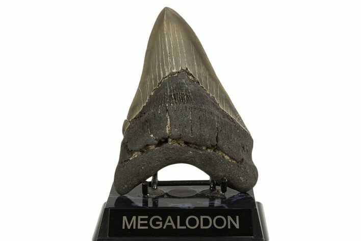Serrated, Fossil Megalodon Tooth - Georgia #338638